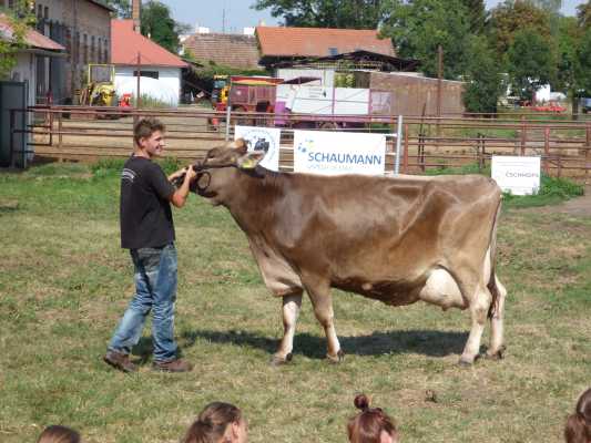 plemeno braun swiss